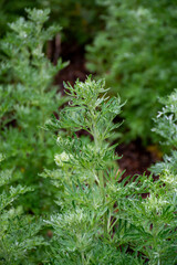 Botanical collection, young green leaves of Artemisia absinthium wormwood, absinthe, mugwort, wermout poisonous species of Artemisia, ornamental plant and is used as ingredient in spirit absinthe.
