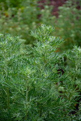 Botanical collection, young green leaves of Artemisia absinthium wormwood, absinthe, mugwort,...