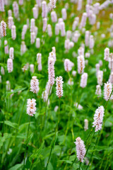 Botanical collection, young green leaves and pink flowers of medicinal plant Bistorta officinalis or Persicaria bistorta), known as bistort, snakeroot, snake-root, snakeweed and Easter-ledges.