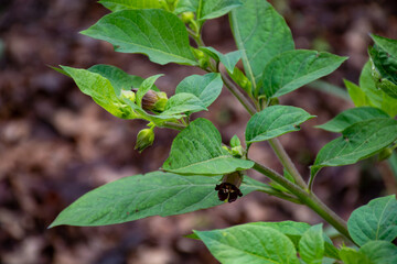 Atropa belladonna, commonly known as belladonna or deadly nightshade, is  poisonous perennial herbaceous plant in  nightshade family Solanaceae
