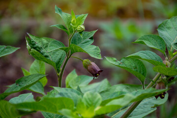 Atropa belladonna, commonly known as belladonna or deadly nightshade, is  poisonous perennial...
