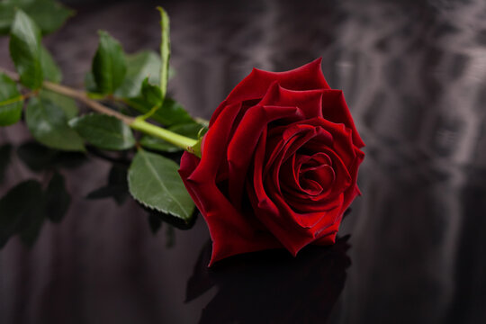 A full large red rose is reflected on an unusual dark background