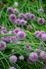 Botanical collection, violet blossom of edible, medicinal, ornamental garden plant Alllium, chive onion plant