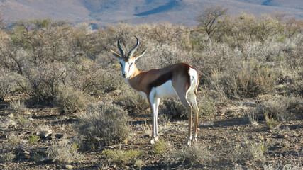 Springbok ram in his habitat