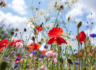 Variety of wild flowers including poppies, cornflowers and cow parsely, growing on a grass verge next to the road in Eastcote, Hillingdon, in the London suburbs, UK. Blue sky in the background. - obrazy, fototapety, plakaty