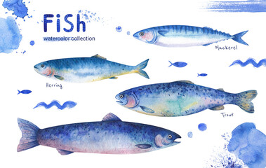 A set of illustrations of marine life. Trout, mackerel, herring on a white background. Watercolor themed drawings, sticker template