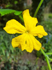 Flower of a bitter melon also bitter gourd (in german Bittermelone) Momordica charantia