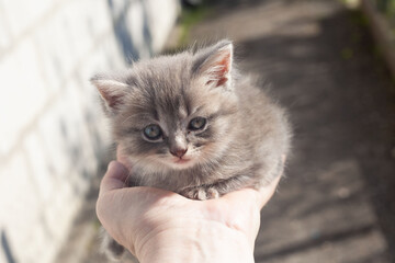 On the street a man holds a small gray kitten on his arm
