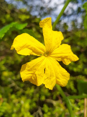 Obraz premium Flower of a bitter melon also bitter gourd (in german Bittermelone) Momordica charantia