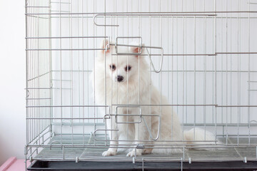 A white fluffy pomeranian dog sits in an iron cage. Dog maintenance, kennel, breeding
