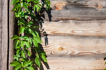 Parthenocissus quinquefolia, known as Virginia creeper, Victoria creeper, five-leaved ivy, or five-finger, climbing on wooden fence - obrazy, fototapety, plakaty