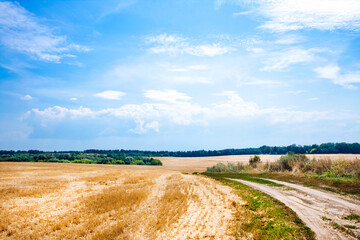 Summer landscape with mown wheat field