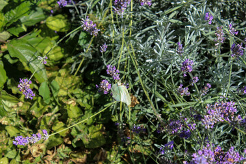 Farfalla verde