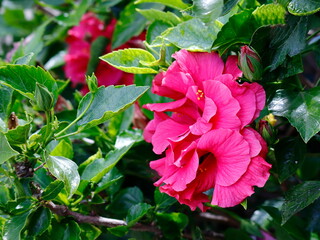 red and white flowers