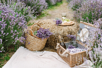 Summer picnic with wine and cheese in the lavender field, outdoors, sunset natural light.