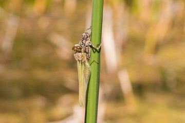 Dragonfly - Odonata on a blade of grass hatches from a pupa. In the background is a meadow with a blurred background.