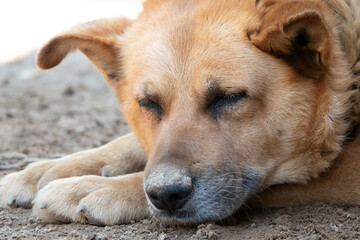 Dog with sad face. Sad australian shepherd female lying on the earth. Sad dog eyes.