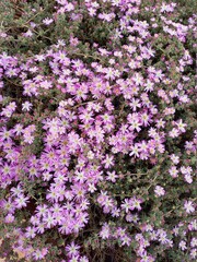 splendida barba di Giove fiorita