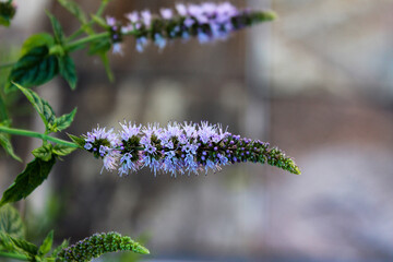 Fiori di menta