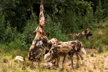 Lycaon pictus hyena dog herd eats meat from a giraffe