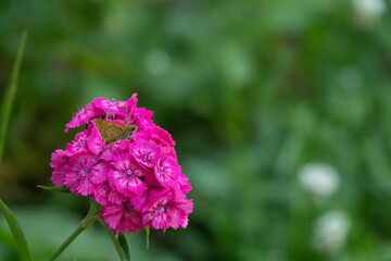 blue butterflies flying in cosmos flowers against a dusk sky