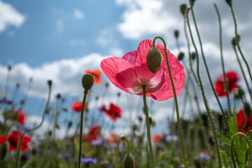 Obraz premium Colourful wild flowers, including poppies planted on a roadside verge in the London Borough of Hillingdon, UK. The wild flowers are planted to support wildlife.