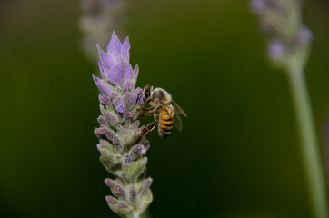 bee on a flower