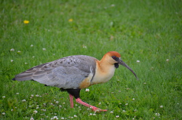 bird in the park
