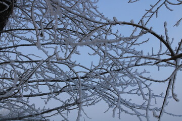 branches against sky
