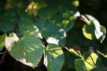 October morning in the park, autumn leaves of the linden tree