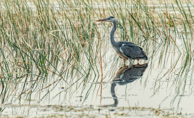 Gray heron and marshland nature of Louisiana. US Natural Parks