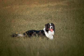 Black and white tricolor border collie is laying on the grass at the walk. Beautiful portrait of cute funny dog in the park. Dog on the grass with pink holi colors painting on its face