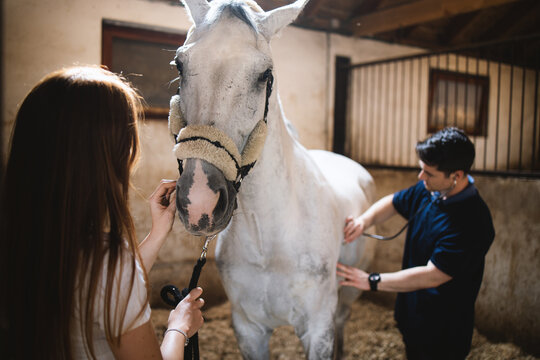 Vet checking horse's health before riding.