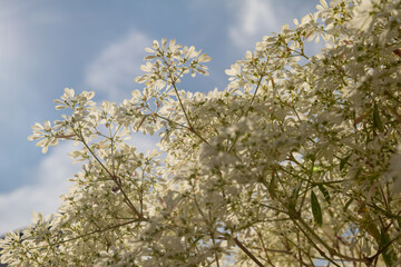 White flowers pattern tree with green, brown and red branches from Euphorbia leucocephala (Noivinha) on a blue sky by the sunlight 