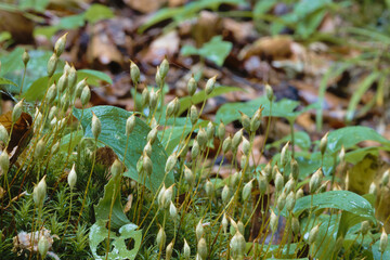 moss sporophyte