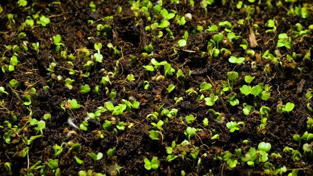 Accelerated germination of young green shoots from the ground, close-up, timelapse