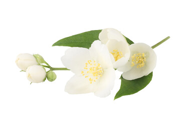 Obraz premium Jasmine flowers isolated on white background, top view
