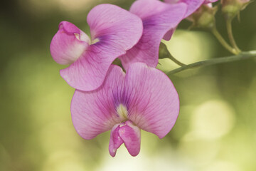 Lathyrus latifolius Perennial pea climbing plant of the Leguminosae family with beautiful deep pink flowers on defocused green forest background