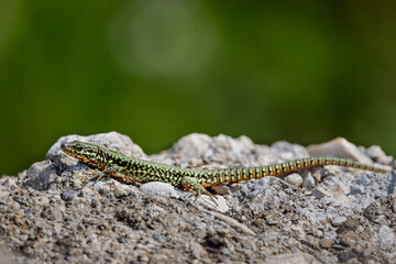 Sunbathing Lizard