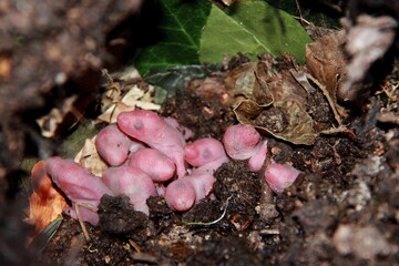 Bébés rats