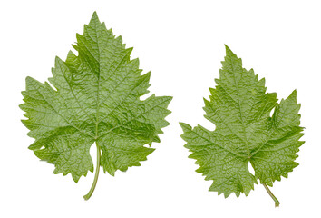 Green grape leaves isolated on a white background