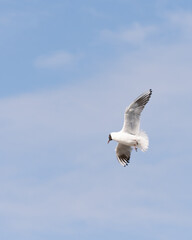 flying seagull