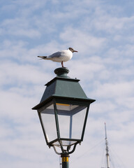 seagull on a lamp 
