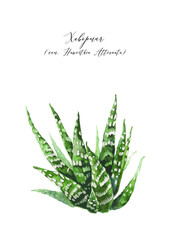 succulent isolated on white