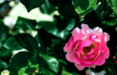 Natural background, photo of a live flowering rose bush with pink flowers