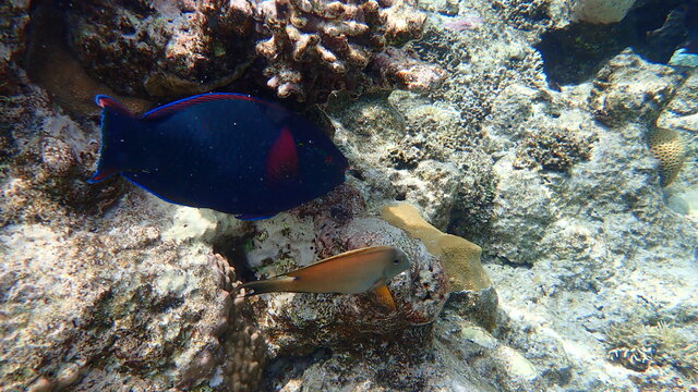 Black parrotfish or swarthy parrotfish, dusky parrotfish (Scarus niger) undersea, Red Sea, Egypt, Sharm El Sheikh, Nabq Bay