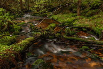 Skrivan color creek in Krusne mountains in spring morning after rain