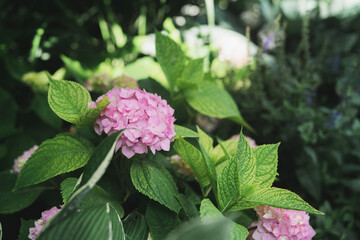 Beautiful Hydrangea flower in the city in Ontario Canada 