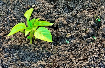 Seedlings of bell pepper close-up growing in the ground.