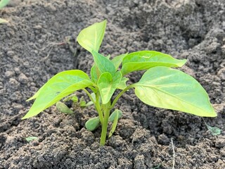 Seedlings of bell pepper close-up growing in the ground.